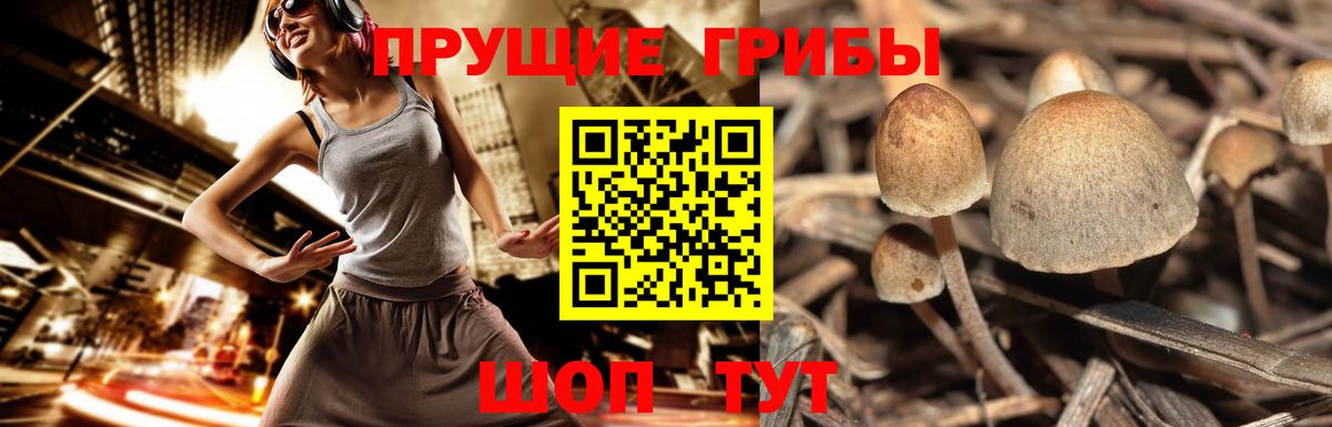 Галлюциногенные грибы GOLDEN TEACHER  Псилоцибиновые грибы прущие грибы  Верхняя Салда  Вход с VPN 